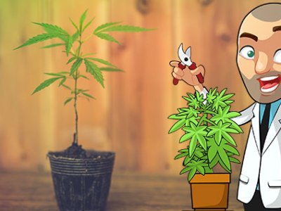 Growing Marijuana at Home? Then Consider This&nbsp;Guide